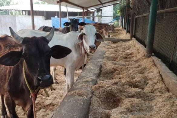 Daily Gauseva — feeding and care at the Gaushala