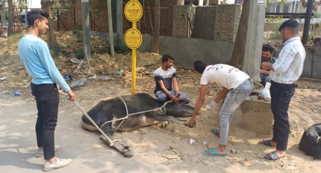 Volunteers providing Gau Seva and care to rescued cows