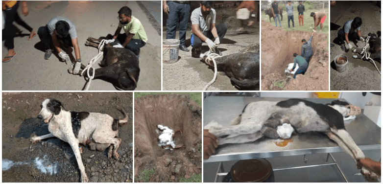 Gauseva rescue and medical care for injured cows and animals