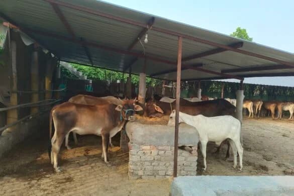 Gaushala sanctuary — rescued Gaumatas in shelters and open fields