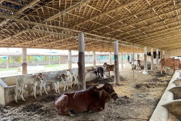 Cows resting in the Noida Gaushala sanctuary