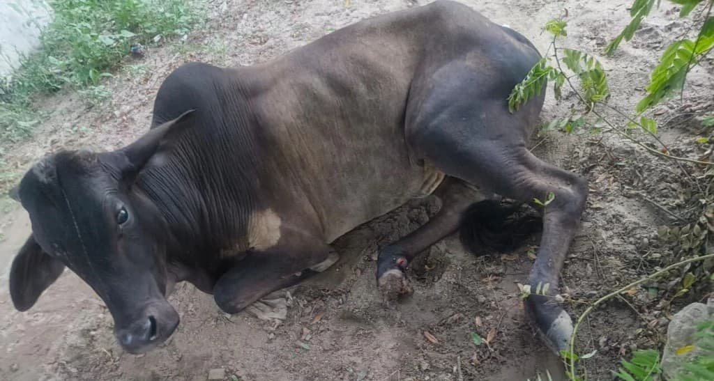 Animal welfare rescue and community support programmes