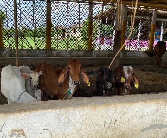 Compassion as Civilization: How Janswabhiman Restores the Sacred Bond with Gaumata