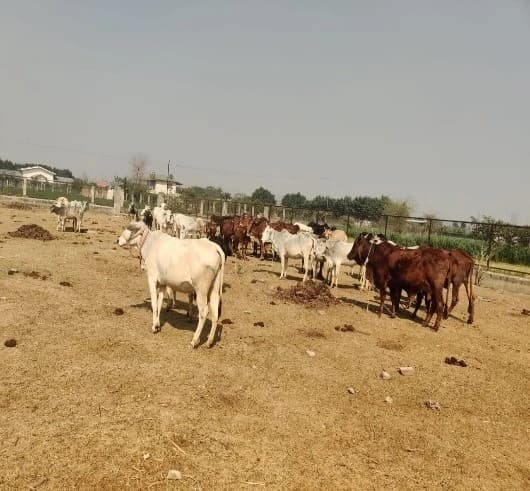 A Haven of Healing: Our Gaushala, Where Wounds Fade and Hope Returns