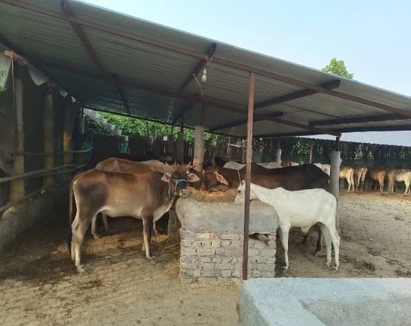 Where Dharma Stands Guard: Janswabhiman’s Sacred Sanctuary for Gaumata